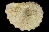 Cretaceous Fossil Ammonite (Calycoceras) - Texas #162641-1